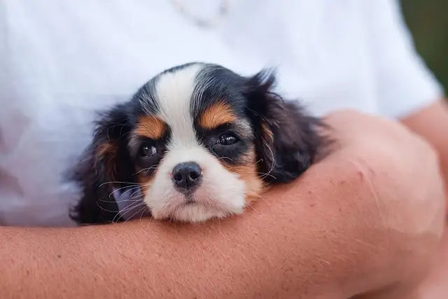puppy